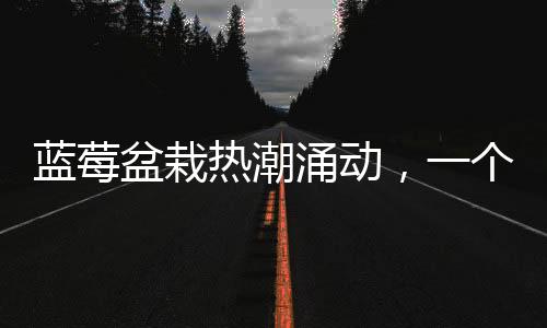 藍莓盆栽熱潮涌動，一個月成交超百萬盆——盆栽種植新風(fēng)尚