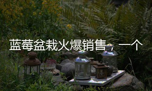 藍莓盆栽火爆銷售，一個月成交超百萬盆