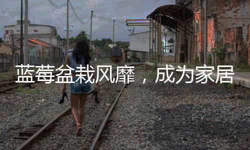 藍莓盆栽風(fēng)靡，成為家居綠飾新寵