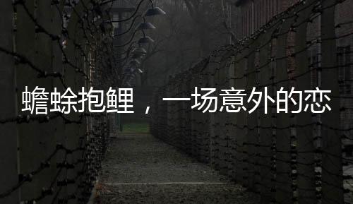 蟾蜍抱鯉，一場意外的戀愛烏龍