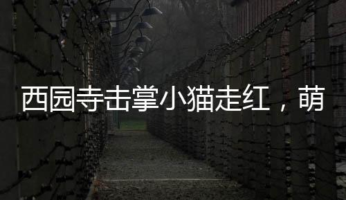 西園寺?lián)粽菩∝堊呒t，萌態(tài)引熱議