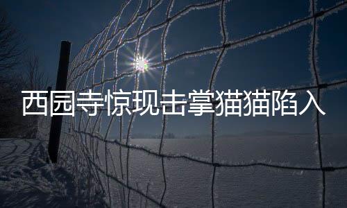 西園寺驚現(xiàn)擊掌貓貓陷入情感迷霧，網(wǎng)友熱議紛紛