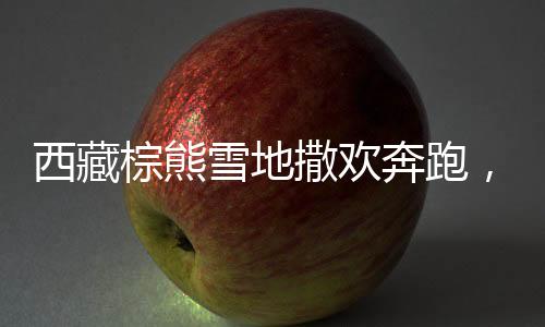 西藏棕熊雪地撒歡奔跑，冬日生態(tài)美景驚艷亮相
