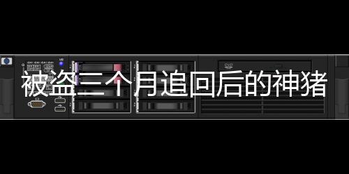 被盜三個(gè)月追回后的神豬傳奇，逆襲故事揭曉增長(zhǎng)百斤之謎