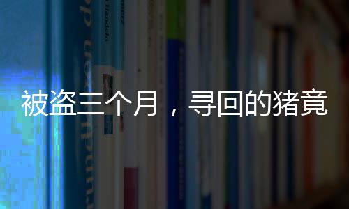 被盜三個(gè)月，尋回的豬竟增重百斤，奇跡背后的故事