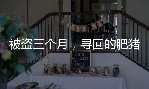被盜三個月，尋回的肥豬竟增重百斤，一則關(guān)于奇跡與重逢的故事