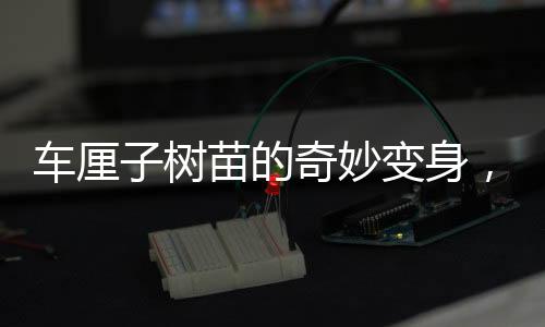 車厘子樹苗的奇妙變身，從網(wǎng)購至海棠果盛的神奇旅程