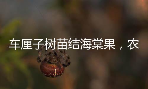 車?yán)遄訕涿缃Y(jié)海棠果，農(nóng)業(yè)奇跡還是基因突變？