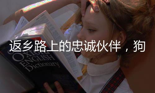 返鄉(xiāng)路上的忠誠伙伴，狗狗在主人車頂上的專屬坐票誕生記