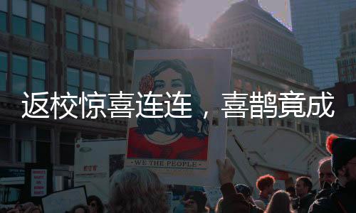 返校驚喜連連，喜鵲竟成宿舍新寵？揭秘喜鵲偷家背后的故事