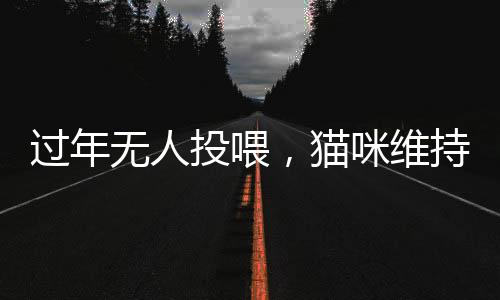 過年無人投喂，貓咪維持日常秩序——記一城的喵年除夕夜