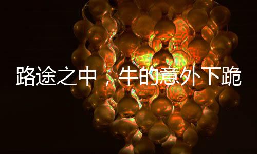 路途之中，牛的意外下跪引發(fā)深思
