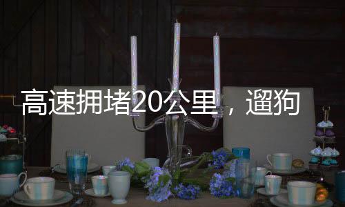 高速擁堵20公里，遛狗行為引發(fā)爭(zhēng)議與反思