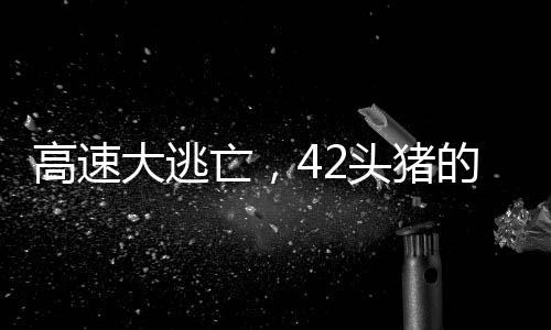 高速大逃亡，42頭豬的大冒險