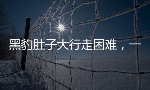 黑豹肚子大行走困難，一起關(guān)注野生動(dòng)物健康問(wèn)題