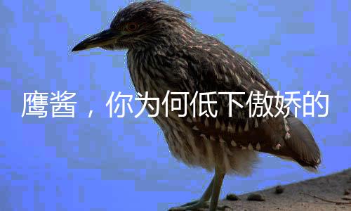 鷹醬，你為何低下傲嬌的頭？
