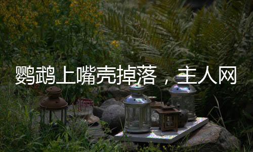 鸚鵡上嘴殼掉落，主人網(wǎng)上發(fā)帖求助