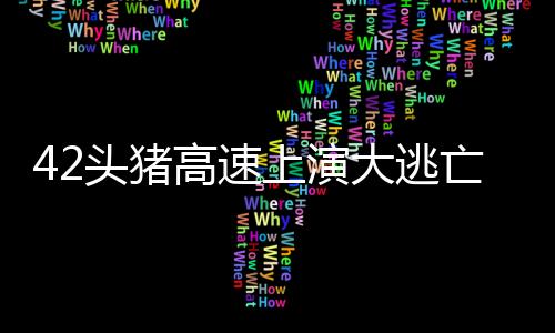42頭豬高速上演大逃亡——一場意外的動物逃離事件紀實